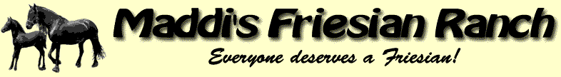 Maddis Friesian Ranch - Everybody deserves a Friesian